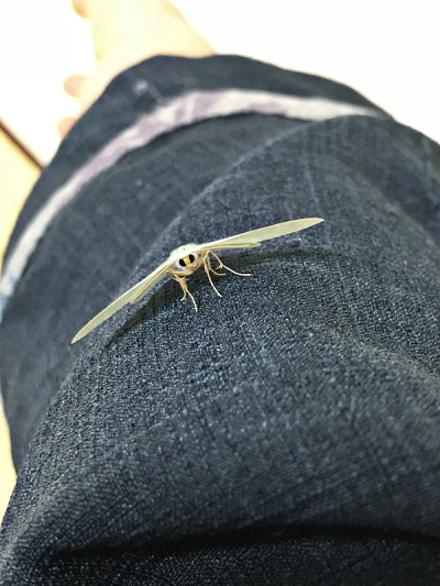 日本冲绳岛的一种翡翠蛾。