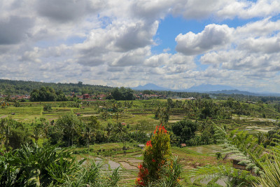 Jatiluwih地区的山地景观，巴厘岛上的稻田和梯田。风景如画的联合国教科文组织名单。高山脚下的热