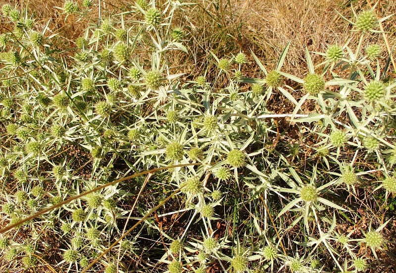 Eryngo Field