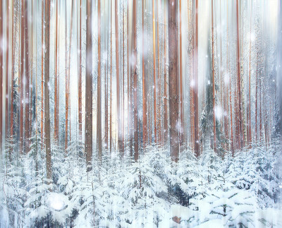 松林，冬天，雪