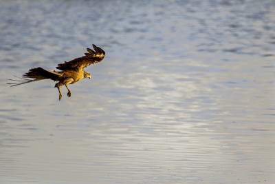 黑鸢(milvus migrans)在国家公园Doñana。