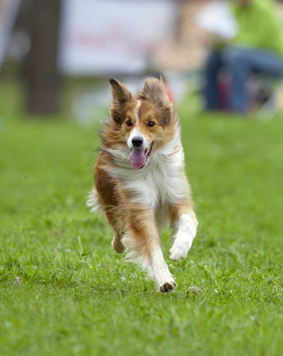 博德牧羊犬在绿草地上奔跑