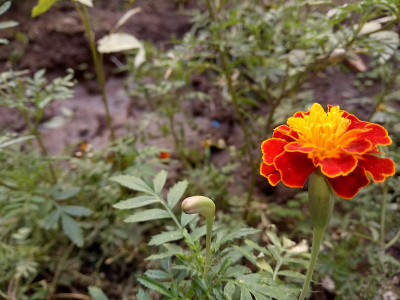 花