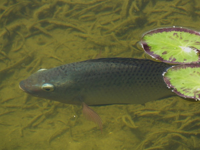 蓝色罗非鱼(Oreochromis aureus)