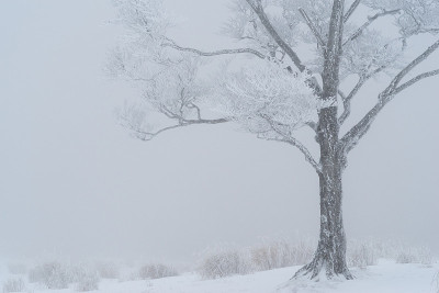 rime
