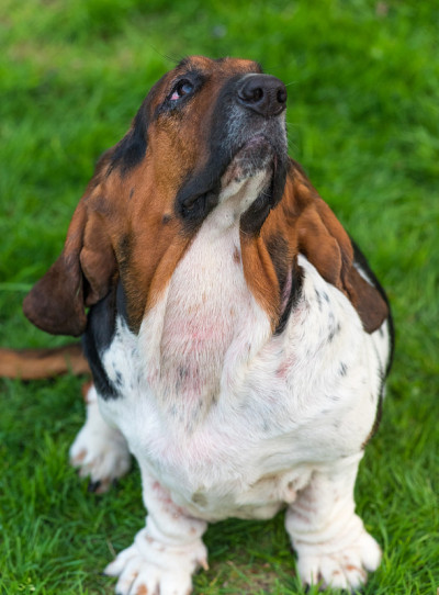一岁的巴吉度猎犬(犬类狼疮)。