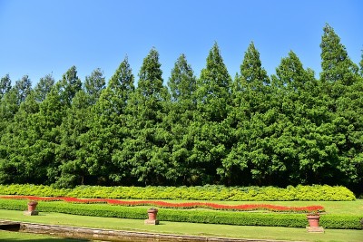水杉