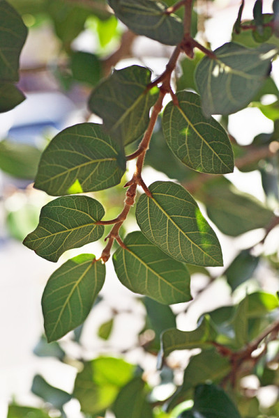 热带榕属植物pumila L。