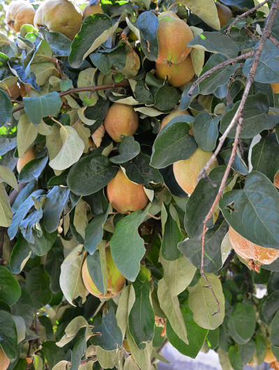 生温柏树
