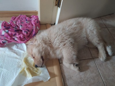 金毛寻回犬在卫生巾旁睡觉