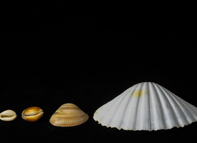 海贝壳