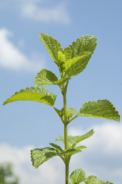 柠檬香油;梅丽莎;officinalis;