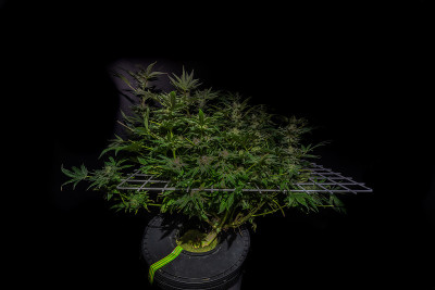 一种大麻花，花在带有黑色背景的白色scrog网中