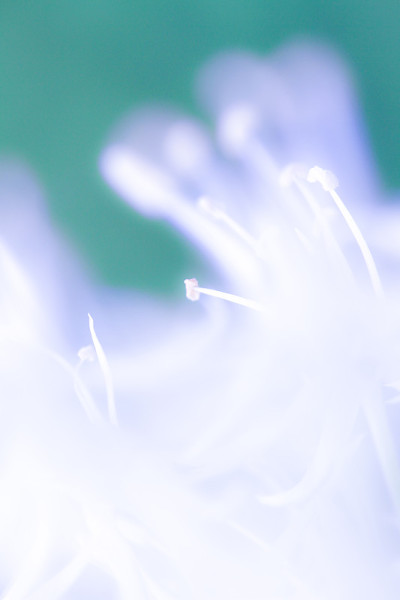 花力量