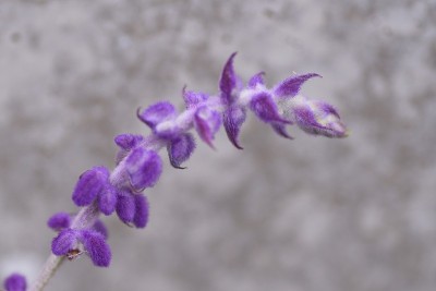 紫水晶鼠尾草花。