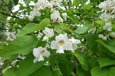 六月，梓树的花蕾闭合，白花开放
