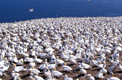 Northern Gannet, sula bassana，筑巢季节，殖民地在Bonaventure