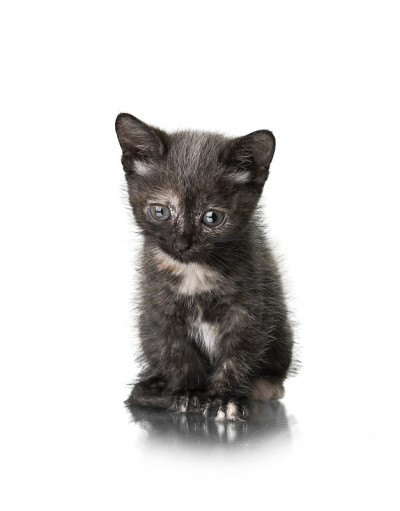 小猫