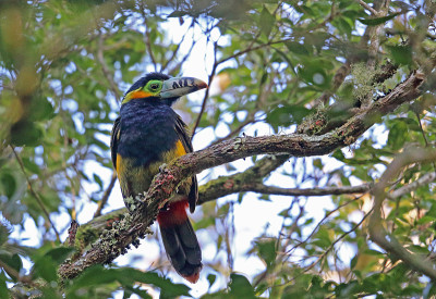 斑嘴Toucanet