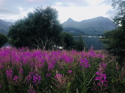 湖和鲜花