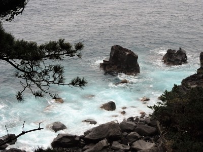 一棵松树和一片大海