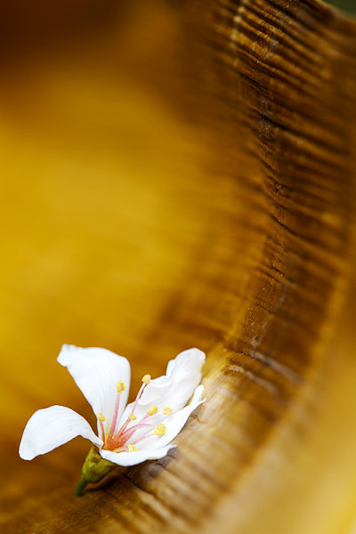 桐花落