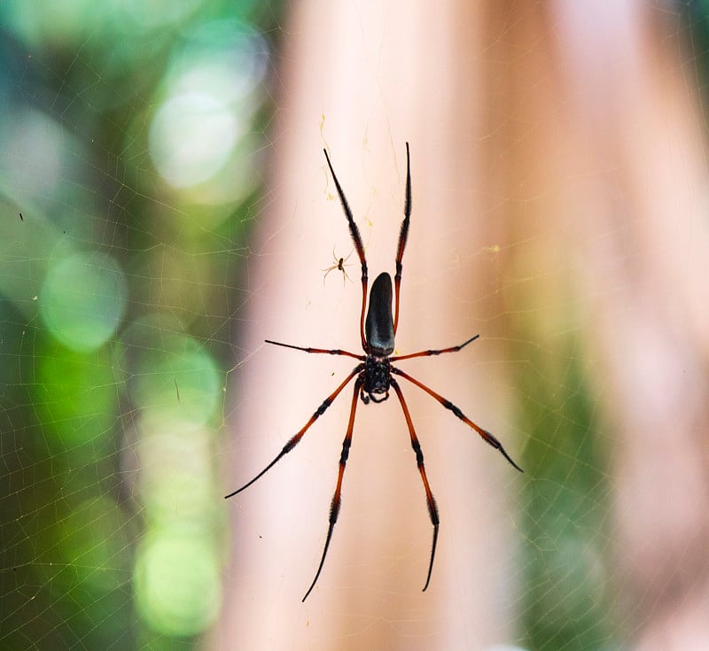 红腿金球蜘蛛也被称为棕榈蜘蛛(Nephila Inaurata)选择性地集中在网上，Praslin岛