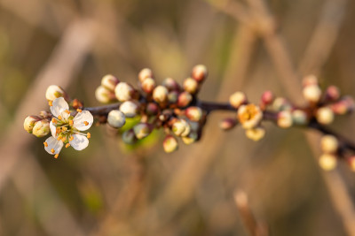 黑刺李开花