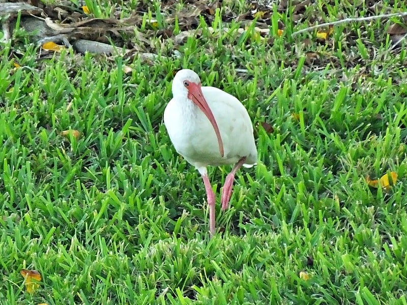 白鹮(Eudocimus albus)一只脚站在草地上