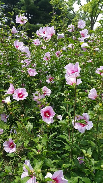 粉色的芙蓉花
