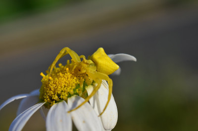 黄花蟹蛛
