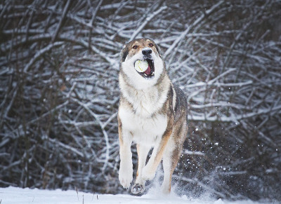 捷克斯洛伐克wolfdog