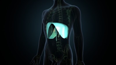 横膈膜人体呼吸系统解剖的3D插图。