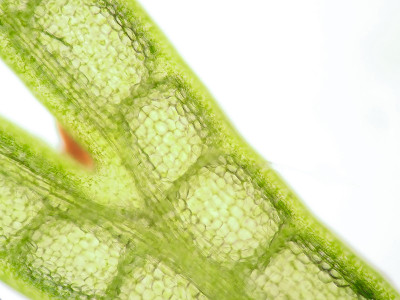 水生植物细胞的显微镜观察