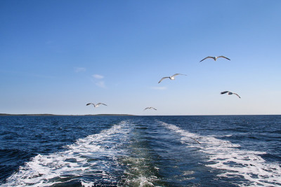 海鸥在空中飞翔