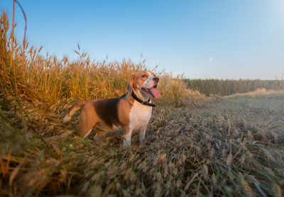 夏天麦田里的小猎犬