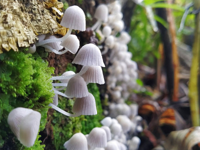 产自印度卡纳塔克邦西高止山的毛囊菌