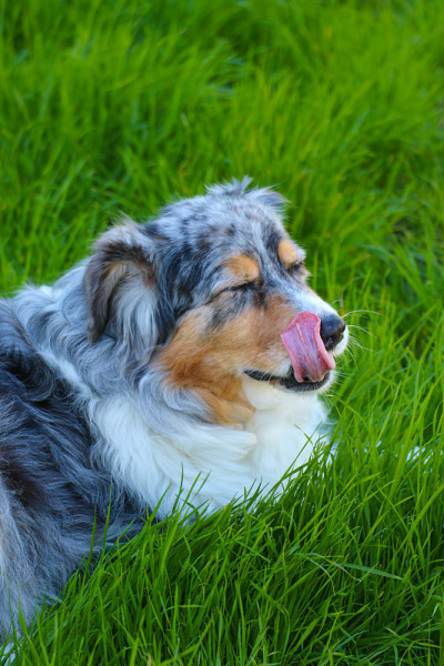 动物:澳大利亚牧羊犬罗特韦尔犬