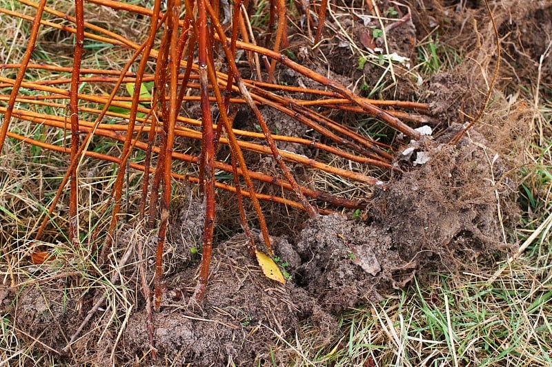 覆盆子栽植前育苗