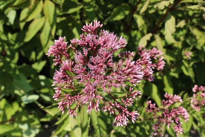 “斑点乔-派伊草”花- Eutrochium Maculatum