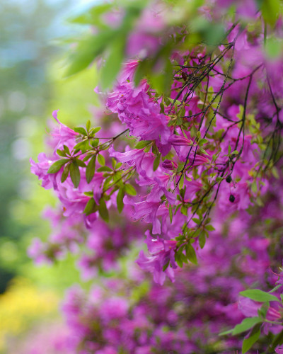 杜鹃花