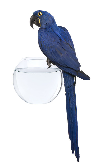 1岁的风信子金刚鹦鹉栖息在一个水族馆里。