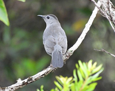 灰色猫鸟(Dumetella carolinensis)栖息在树枝上