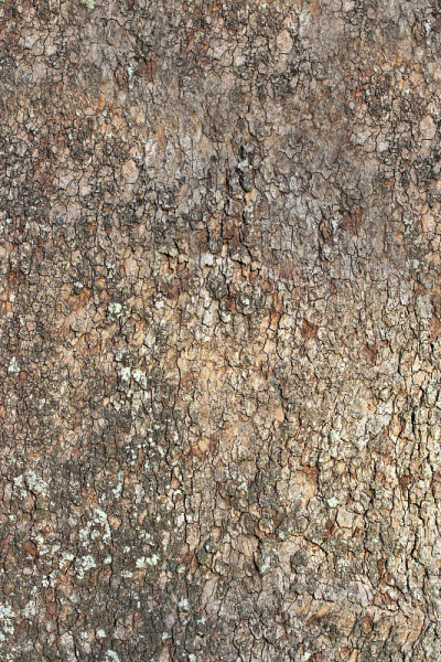 树皮3
