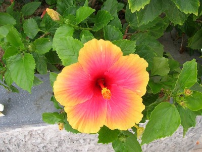 芙蓉——热带花卉