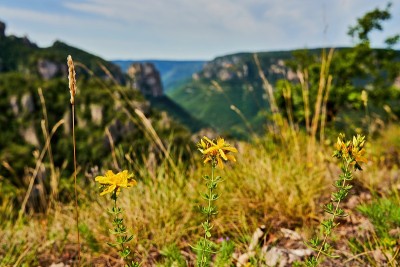 小黄花在前景和河谷的峡谷杜塔恩在背景的焦距