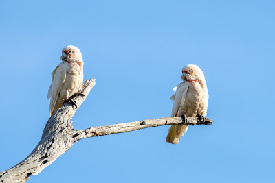 长嘴Corella - Cacatua tenuirostris
