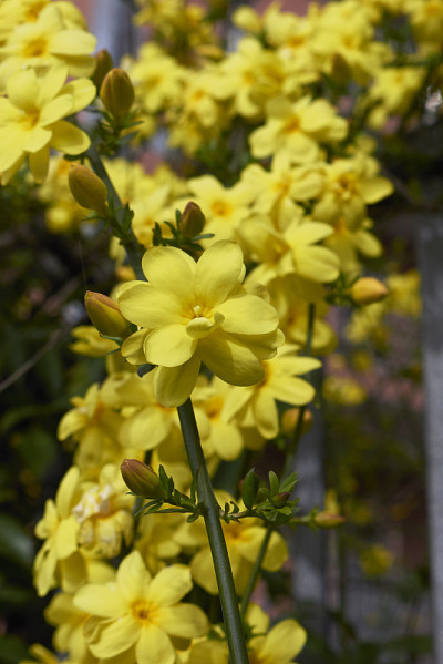Jasminum mesnyi