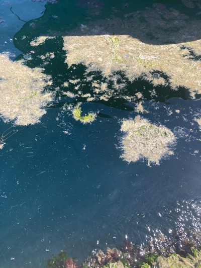 海洋粘液覆盖海面，对海洋生物构成威胁
