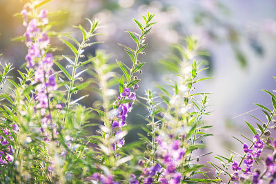 特写柔焦Â小粉红花背景。丰富多彩的flowersA惊人的观点